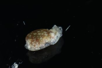 Media type: image;   Malacology 393728 Description: live specimen;